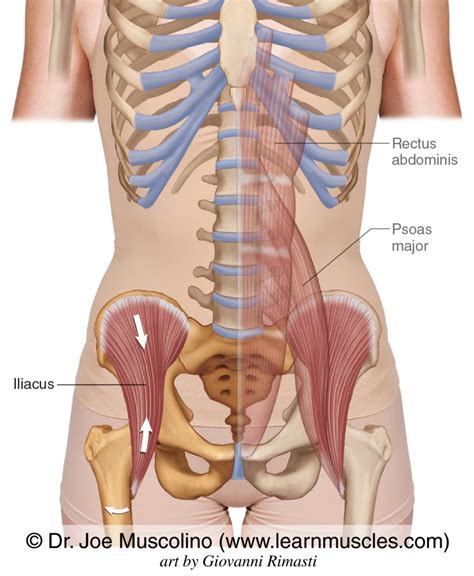 Iliopsoas - Learn Muscles