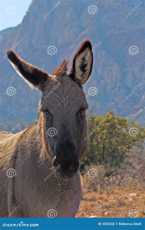 Wild Burro Royalty Free Stock Photos - Image: 505558