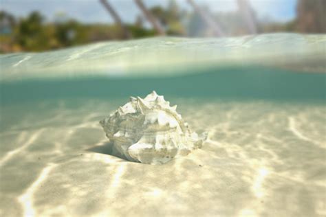 Magic Conch Shell by manwesulemo on DeviantArt