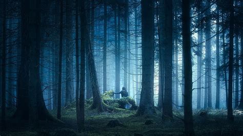 HD wallpaper: forest, nature, woodland, twilight, tree, spruce fir ...