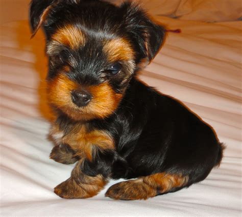 🔥 [50+] Yorkie Puppies Wallpapers | WallpaperSafari