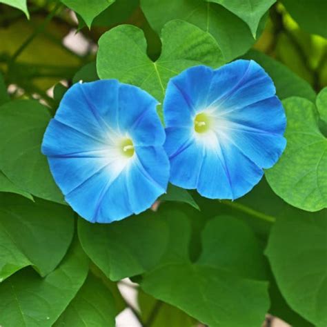 Morning Glory Seeds – PEMDASGARDEN