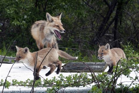 Gray, red foxes and coyotes: Know your coastal canids | Coastal Review