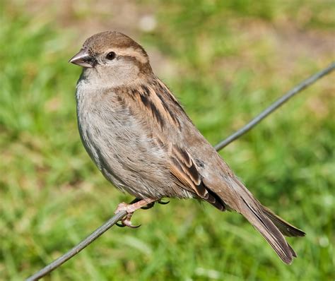 File:House Sparrow, England - May 09.jpg - Wikipedia