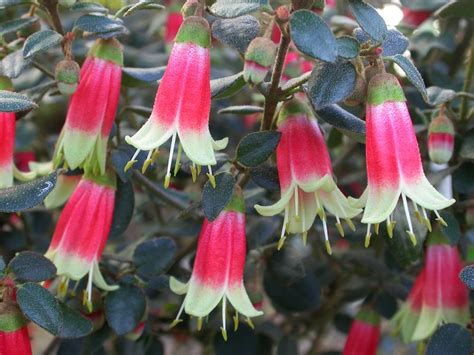 Plants for shade in temperate Australia | 花, 盆栽, 瓜