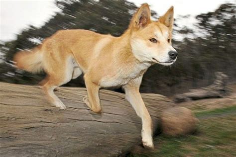 Pin by Aurelia Mia on Carolina Dog in 2020 | Dingo dog, Dingo, Hybrid dogs