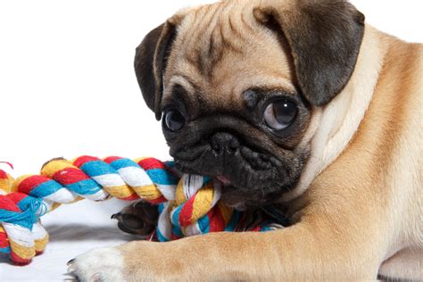 3 Best Pug Puppy Toys - Simply For Dogs