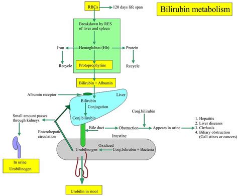 How To Increase Bilirubin - Goalrevolution0