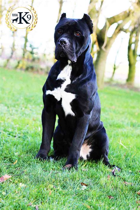 Odin - Cane Corso Guard Dog UK - Protection dogs