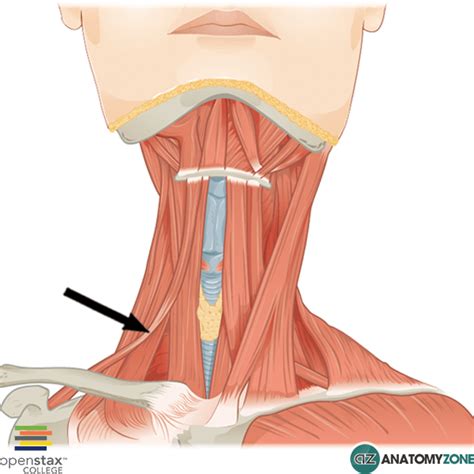 Omohyoid • Muscular, Musculoskeletal • AnatomyZone