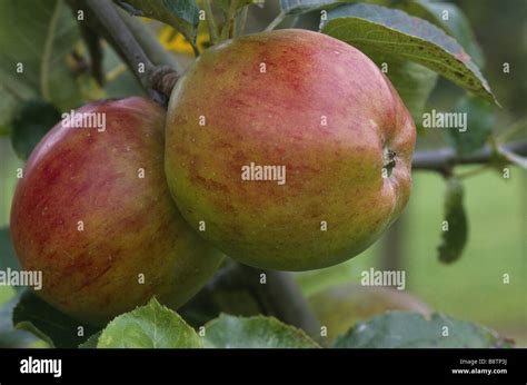 Old English Apple Varieties High Resolution Stock Photography and Images - Alamy