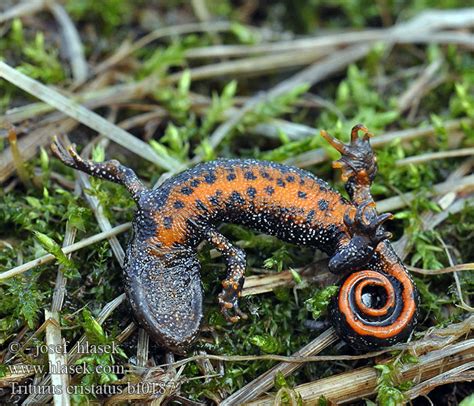 Triturus cristatus Triton Warty Newt Great Crested