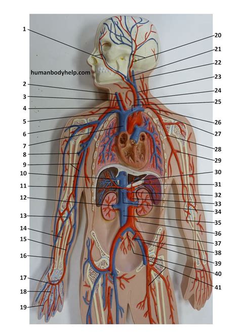 Blood Vessel Plaque Upper – Human Body Help