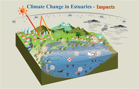 Exploring the Estuary and Climate Change Connection