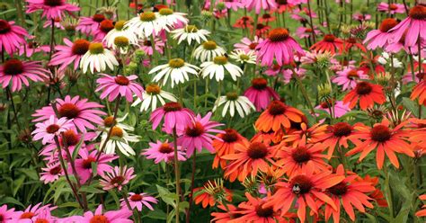 Le top 3 des vivaces à longue floraison