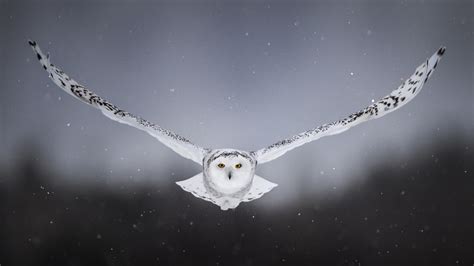 3840x2160 White Snow Owl Flying 4K ,HD 4k Wallpapers,Images,Backgrounds,Photos and Pictures