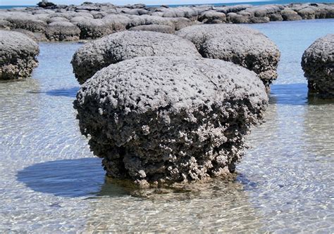 Stromatolites – fossils of earliest life on Earth – may owe existence ...