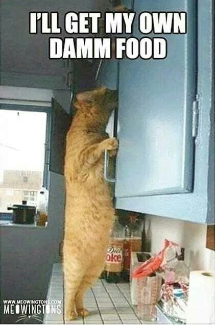 Funny Animal Memes, Funny Animal Pictures, Cat Memes, Funny Cats, Funny ...