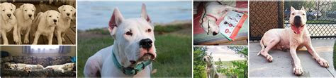 DC Dogos | Dogo Argentino Rescue & Rehabilitation