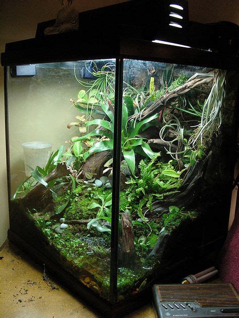 55 Tree frog terrarium ideas | frog terrarium, terrarium, vivarium