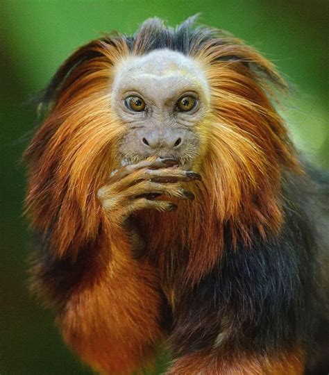 Marmoset but looks like the Predator to me! | Animals wild, Rare animals, Interesting animals