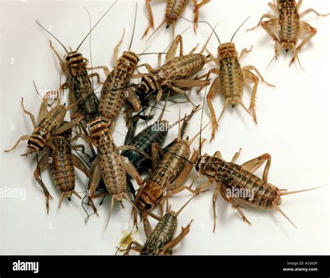 house cricket crickets Gryllidae Gryllinae Gryllus Heimchen Acheta ...