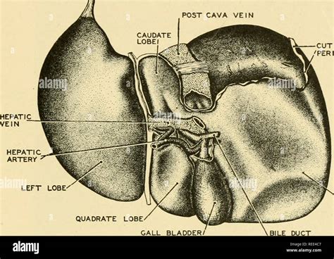 Hepatoduodenal Ligament Cadaver