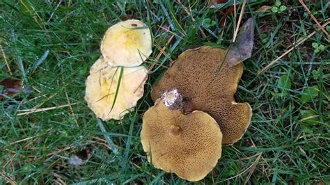 Yellow mushrooms, grew in large patches in my yard on a cool day after a day of rain, edible ...