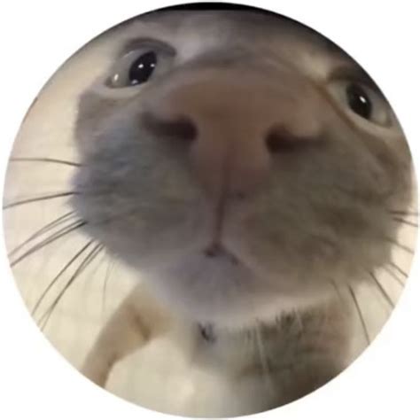 Cute Cat Fish Eye Aesthetic - Round Icon Profile Picture