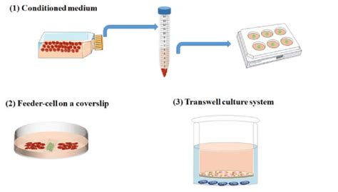 The way to achieve indirect contact co-culture: indirect contact... | Download Scientific Diagram