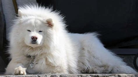 Samoyed Dogs As Pets: A Complete Guide - Amado Pets