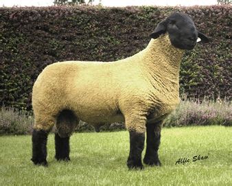 Suffolk sheep - Alchetron, The Free Social Encyclopedia