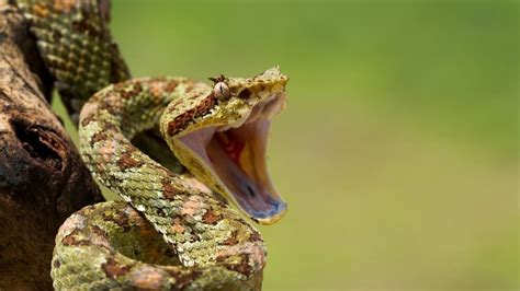 Snakes Evolve A Magnetic Manner To Be Proof Against Venom.