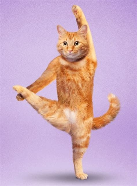 Why Do Cats Stretch So Often? - Cattitude Daily