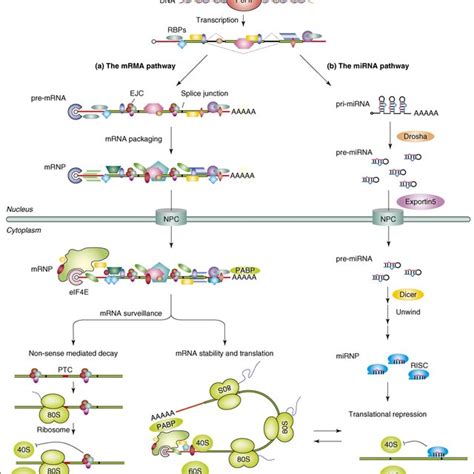 (PDF) RNA-binding proteins in human genetic disease