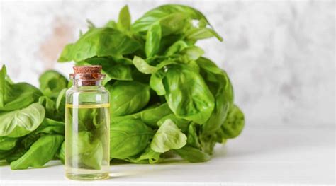 Holy Basil Essential Oil: 8 Benefits, Uses, and Side Effects - Naturally Daily