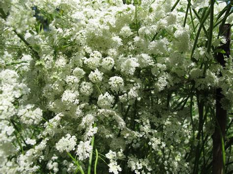 Growing Anise: How To Plant Anise In The Garden