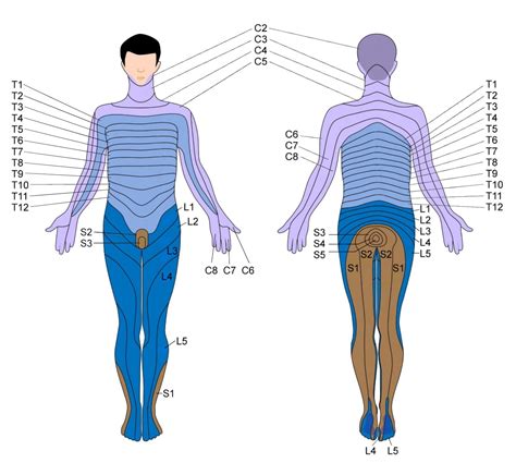 Dermatome Thoracic 6 Bulging Disc - Dermatomes Chart and Map