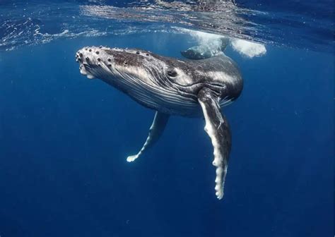 Whale Behavior - AnimalBehaviorCorner