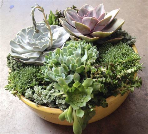 Succulent Garden Indoor Succulent Planter Ideas