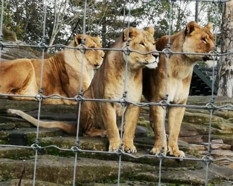 Visit West Lothian - Five Sisters Zoo - West Lothian Kids