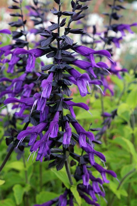 Salvia Amistad - The Friendship Salvia | Salvia plants, Salvia, Plants