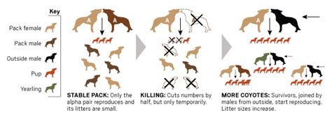 How can we control coyote reproduction and population? – Orange County ...