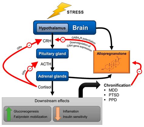 IJMS | Free Full-Text | The Role of HPA Axis and Allopregnanolone on the Neurobiology of Major ...