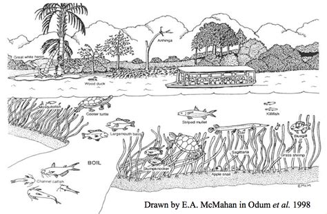 Ecosystem Drawing at PaintingValley.com | Explore collection of Ecosystem Drawing