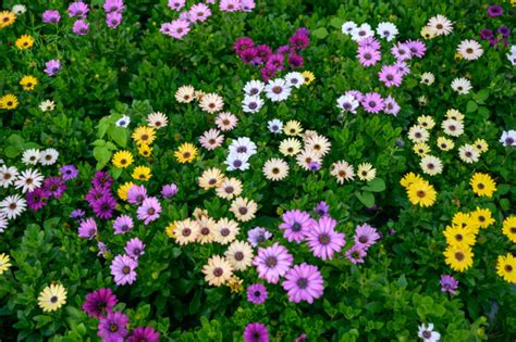 Try One Of These Osteospermum Varieties For Pastel Coloured Daisy ...