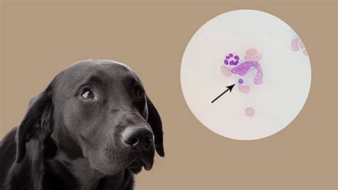 Understanding Ehrlichia in Dogs: Symptoms, Proper Diagnosis And Effective Treatments | Dr. Loudon