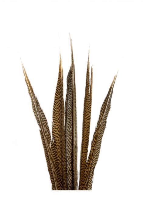 Golden Pheasant Feathers