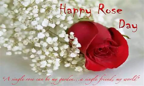 50+ Amazing Rose Day Messages for Friends 2024 - QuotesProject.Com