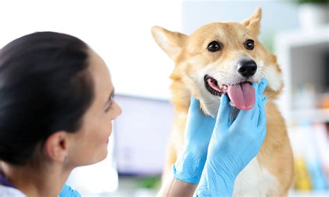 How Much Does Dog Teeth Cleaning Cost? | BeChewy